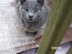 Lost Male Cat last seen Near Hazy Meadow Dr , Magnolia, TX 77354