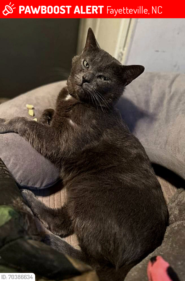 Lost Male Cat last seen Specifically directly across the street from the HUGE white cross on S Eastern Blvd. Fayetteville NC, 28306, Fayetteville, NC 28306
