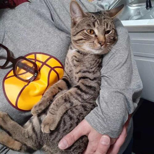 Lost Male Cat last seen old 82 and Darlington N.E. close to Howland Corners, Warren, OH 44484