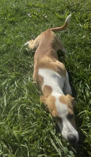 Lost Female Dog last seen Academy Avenue Sanger, Fresno County, CA 93657