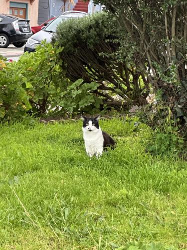 Lost Male Cat last seen balboa park, San Francisco, CA 94112