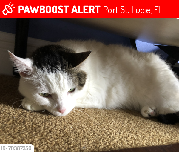 Lost Female Cat last seen Near SW Perrine St PSL, Port St. Lucie, FL 34953