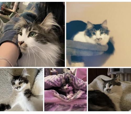 Lost Female Cat last seen Oxford and Suffolk near James Park Elementary School, Port Coquitlam, BC V3B 1H2