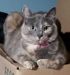Lost Female Cat last seen Sunrise Ave, Wildwood Ave, Stop and Shop, Greenfield, MA 01301