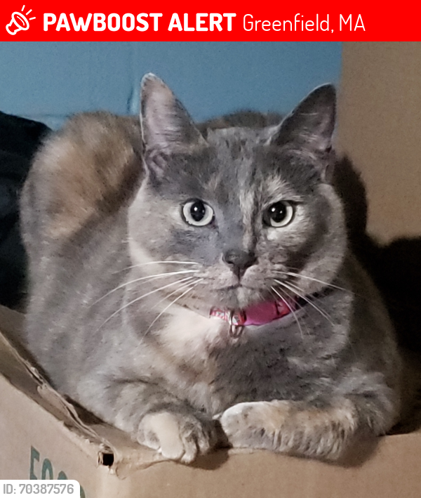 Lost Female Cat last seen Sunrise Ave, Wildwood Ave, Stop and Shop, Greenfield, MA 01301