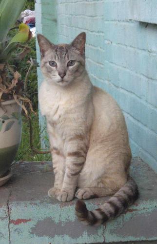 Lost Male Cat last seen Cambridge & Hobart Harvard Heights/Los Angeles, CA, Los Angeles, CA 90006