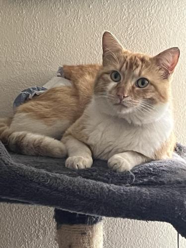 Lost Male Cat last seen 56th and Thompson Ave Tacoma, Tacoma, WA 98408