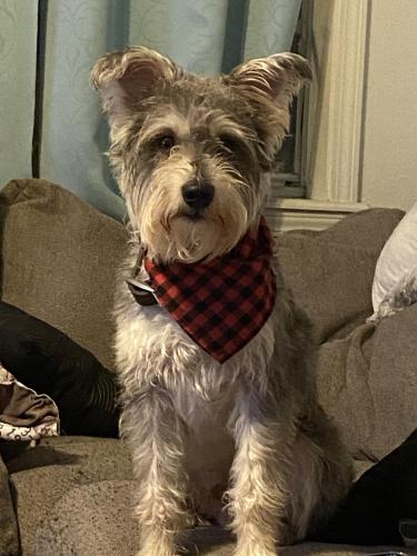 Lost Male Dog last seen Near 8th ave, Gulfport, MS 39501