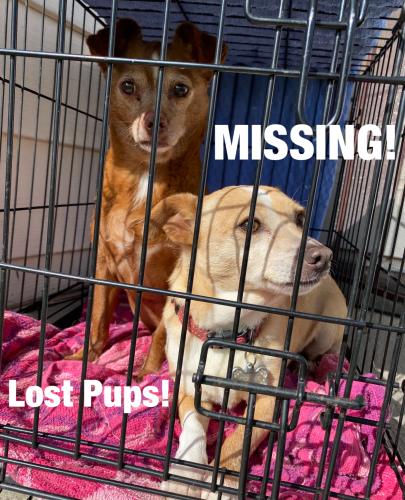 Lost Female Dog last seen Maricopa Ave and San Pablo Ave, near Casino San Pablo, Richmond, CA 94804