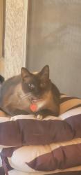 Lost Female Cat last seen 47th Ave / Pinnacle Peak Rd, Glendale, AZ 85310