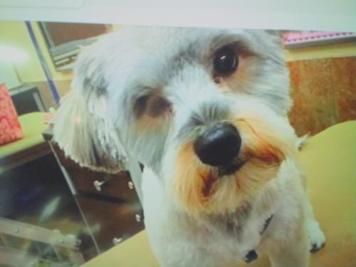 Lost Male Dog last seen Hickory ave and mesa st in Hesperia , Hesperia, CA 92392