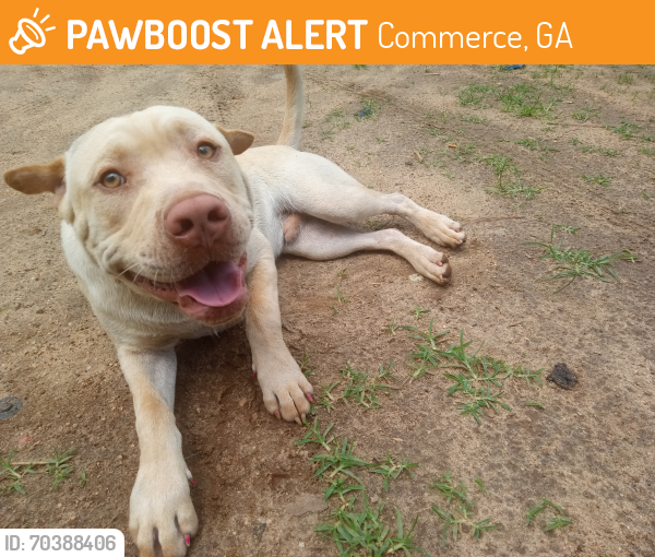 Commerce, GA Stray Male Dog Found Near Hebron Rd. PawBoost