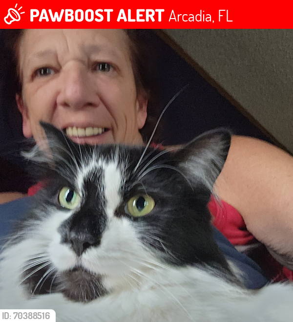 Lost Male Cat last seen Near fiveash street , Arcadia, FL 34266
