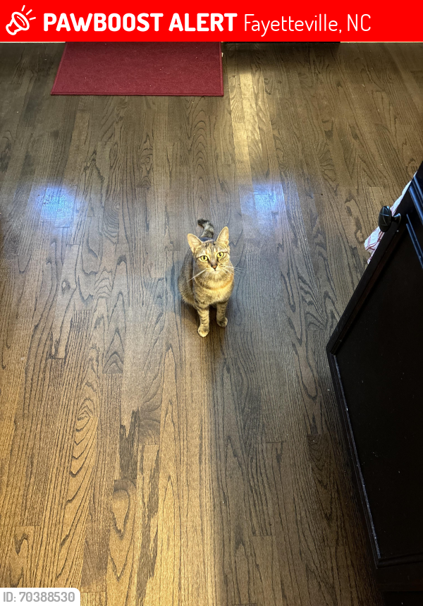 Lost Female Cat last seen Appalachin and wake forest drive , Fayetteville, NC 28311