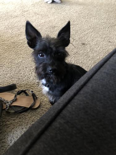 Lost Male Dog last seen Near Runnymede Park, Los Angeles, CA 91306