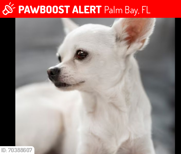 Lost Female Dog last seen Pioneer , Palm Bay, FL 32907