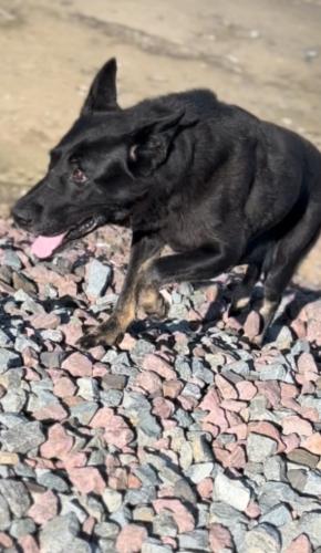 Lost Female Dog last seen Shields Ave , Fresno, CA 93704
