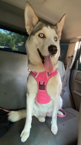 Lost Female Dog last seen Pecan Park area, Houston, TX 77087