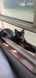 Lost Female Cat last seen Coastal transport llc 9448 Richmond Pl unit A Rancho Cucamonga, CA 91730, Rancho Cucamonga, CA 91730