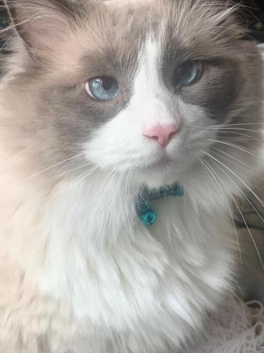 Lost Male Cat last seen Main and Euclid, Olean, NY 14760