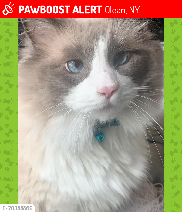 Lost Male Cat last seen Main and Euclid, Olean, NY 14760