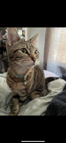 Lost Female Cat last seen Nehring ave tarvis , Staten Island, NY 10314