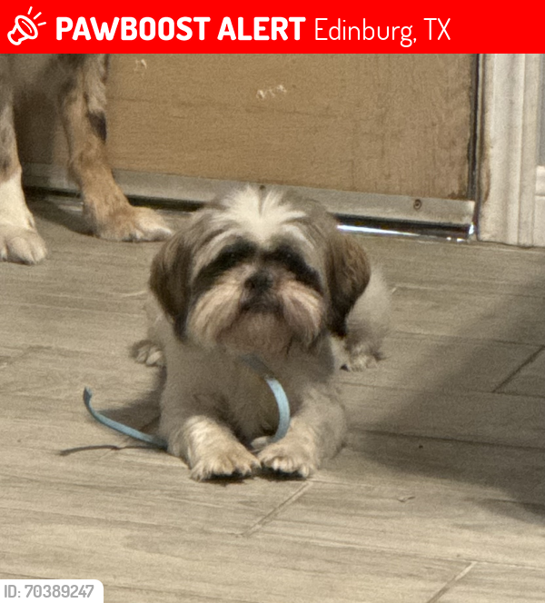 Lost Male Dog last seen Stubbs and 4th Avenue, Edinburg, TX 78539