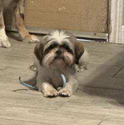 Lost Male Dog last seen Stubbs and 4th Avenue, Edinburg, TX 78539