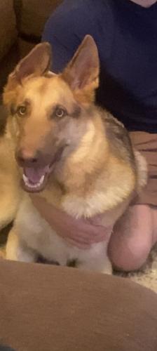 Lost Male Dog last seen Ellison , San Antonio, TX 78245
