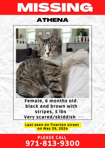 Lost Female Cat last seen Tiverton street, Fayetteville, NC 28314