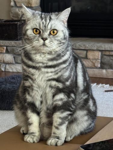 Lost Female Cat last seen Seymour Circle and Chambly Lane., Lincoln, CA 95648
