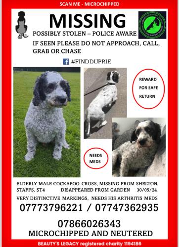 Lost Male Dog last seen Lomas St ST4, Shelton, England ST4