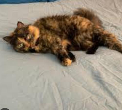 Lost Female Cat last seen Near 5th Ave. 9th St, New Westminster, BC V3M 1X9