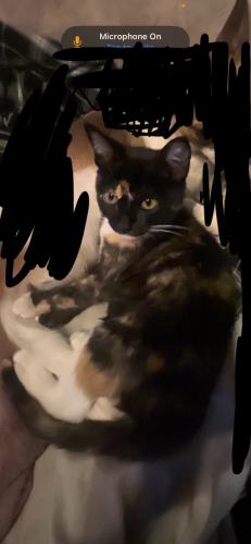 Lost Female Cat last seen By roff, Oklahoma City, OK 73107