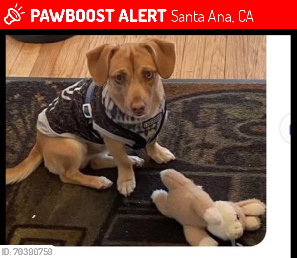 Lost Male Dog last seen 4th Street/ Grand , Santa Ana, CA 92705