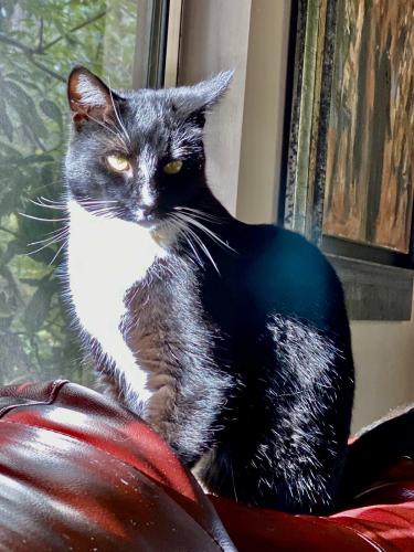 Lost Male Cat last seen Skyline Blvd, Oakland, CA 94619