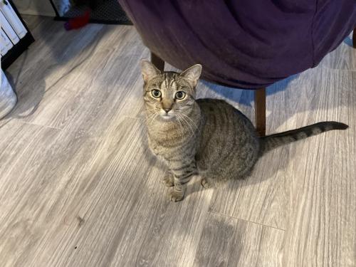 Lost Female Cat last seen Ellsworth Ave and Sycamore , Columbus, OH 43206