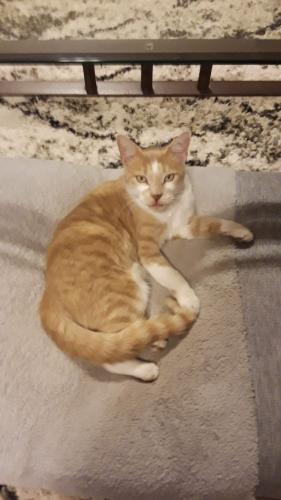 Lost Male Cat last seen Klien rd, lonesome dove subdivision , New Braunfels, TX 78130