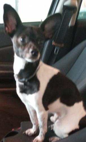 Lost Male Dog last seen Near chicot Rd & hicks rd, Mabelvale, AR 72103
