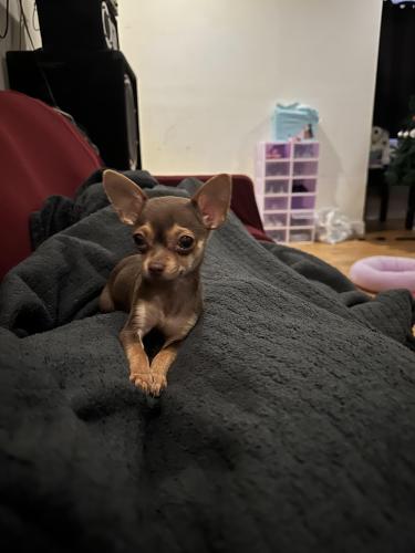 Lost Female Dog last seen Stilwell ave and de reimer , The Bronx, NY 10475