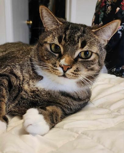 Lost Male Cat last seen Near Avonwick Ave. Mississauga, Mississauga, ON L5R 4C8