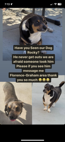Lost Male Dog last seen Near E 74th St. LA CA 90001, Florence-Graham, CA 90001