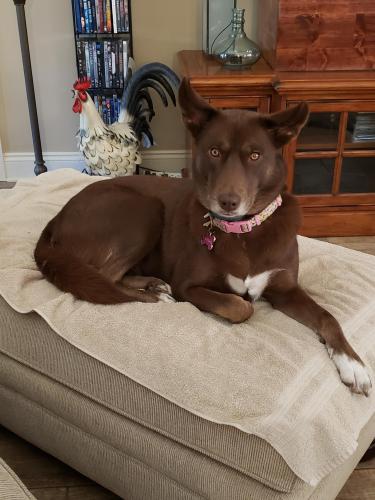 Lost Female Dog last seen Mimosa Dr and Hw49, Gulfport, MS 39503