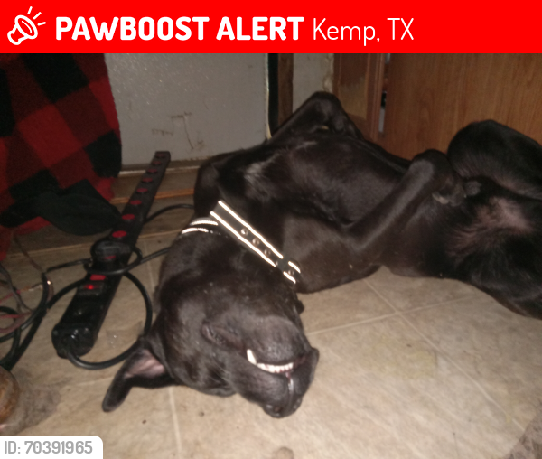 Lost Male Dog last seen Horseshoe circle and hwy 90 mabank tx, Mabank, TX 75147