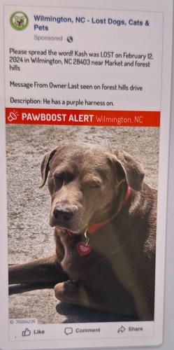 Lost Male Dog last seen Near Giles ave Wilmington bc 28493, Wilmington, NC 28403