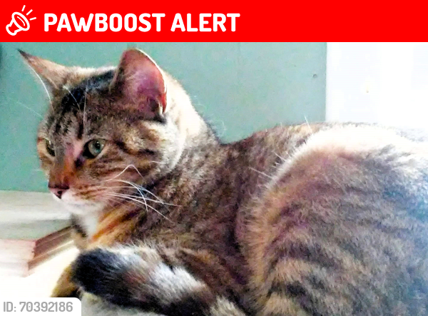 Lost Female Cat last seen Edmund / Sylvan, Hamilton Township, NJ 08610