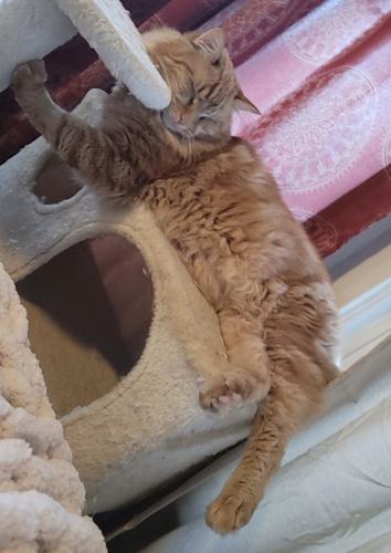 Lost Male Cat last seen Noble Road and South Taylor road, Cleveland Heights, OH 44112