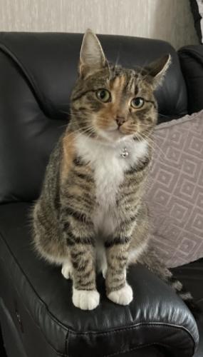 Lost Female Cat last seen Chuckery WS1, West Midlands, England WS1