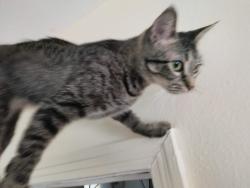 Lost Female Cat last seen Broadway Fort Myers FL 33901, Fort Myers, FL 33901