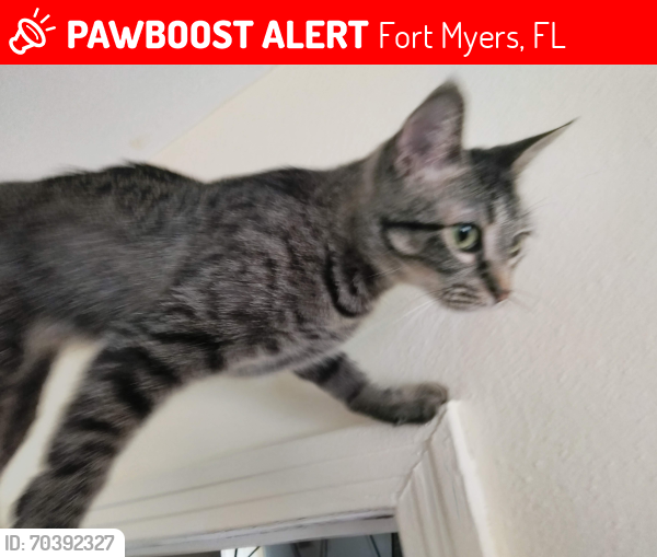Lost Female Cat last seen Broadway Fort Myers FL 33901, Fort Myers, FL 33901